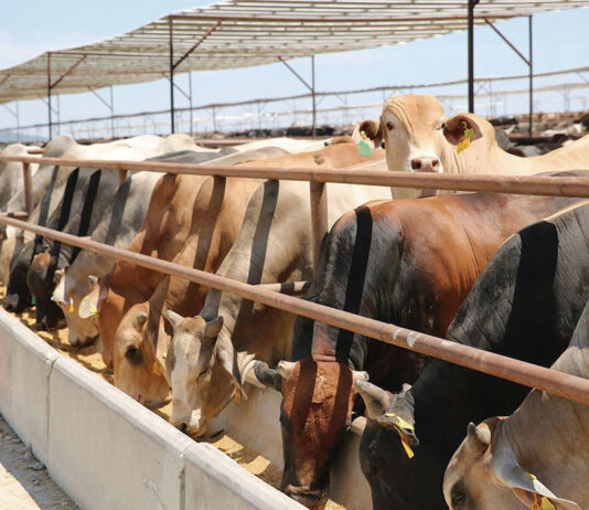 EU prevé reanudar importaciones de ganado mexicano en otras dos entradas