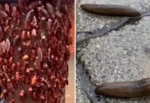 Inundaciones en Bangkok provocan éxodo de insectos y animales ponzoñosos