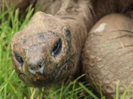 A sus 194 años, la tortuga Jonathan revela los secretos de su longevidad